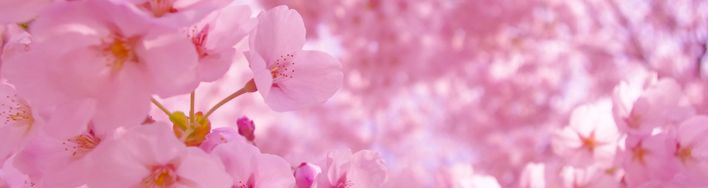 Profile background