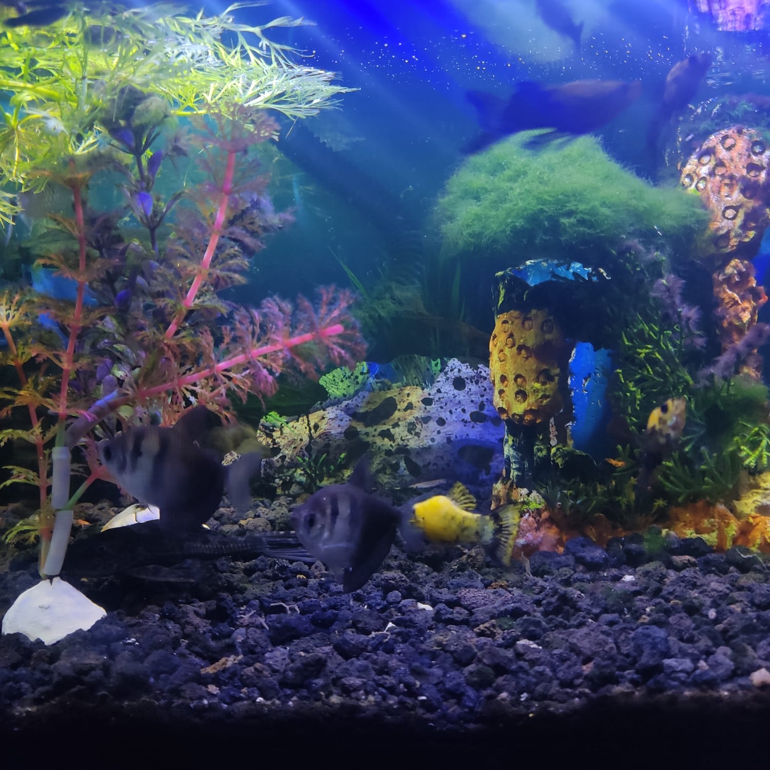 Profile background